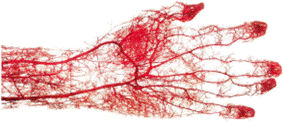 毛細血管の画像